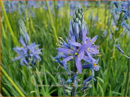 Camassia leichtlinii 'Blue Candle' | Prairielelie, Indianenlelie | Leichtlins Pr&auml;rielilie | Indian Lily