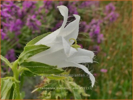 Campanula trachelium 'Alba' | Ruig klokje, Klokjesbloem | Nesselbl&auml;ttrige Glockenblume | Nettle-leaved Bellflower