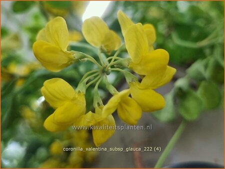 Coronilla valentina subsp. glauca | Kroonkruid | Kronwicke | Bastard Senna