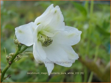 Delphinium 'Magic Fountains Pure White' | Ridderspoor | Rittersporn | Larkspur