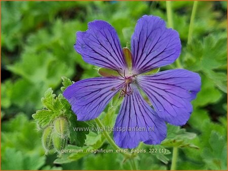 Geranium magnificum 'Ernst Pagels' | Ooievaarsbek, Tuingeranium, Geranium | Pr&auml;chtiger Storchschnabel | Purple Crane