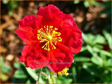 Helianthemum 'Red Dragon' | Zonneroosje | Sonnenr&ouml;schen | Sun Rose