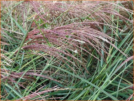 Miscanthus sinensis 'Sarabande' | Chinees prachtriet, Chinees riet, Japans sierriet, Sierriet | Chinaschilf | Eulalia