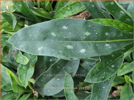Pulmonaria 'Benediction' | Longkruid | Lungenkraut | Lungwort