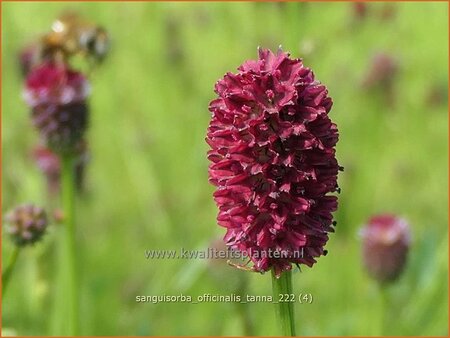 Sanguisorba officinalis 'Tanna' | Grote pimpernel, Sorbenkruid, Pimpernel | Gro&szlig;er Wiesenknopf | Greater Burnet