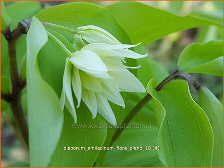 Disporum smilacinum 'Flore Pleno' | Elfenklokje | Feengl&ouml;ckchen | Fairy Bells