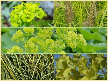 Quadratmeter Paket - Gelbgrün - Square metre package - Yellow-green