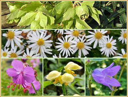 Quadratmeter Paket - Schatten und Trocken - Square metre pack - Shade & Dry