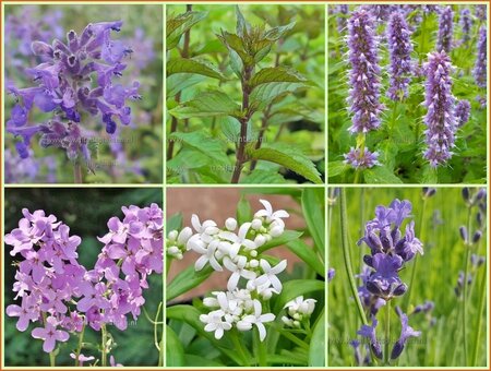 Quadratmeter Paket - Duftend - Square metre pack - Fragrant