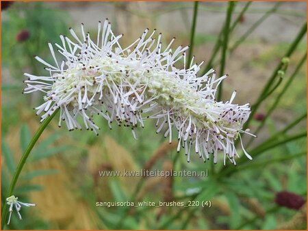 Sanguisorba 'White Brushes' | Japanse pimpernel, Pimpernel, Sorbenkruid | Japanischer Wiesenknopf | Japanese Burn