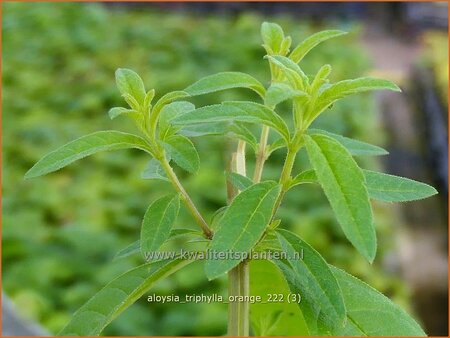 Aloysia triphylla 'Orange' | Sinaasappelverbena, Citroenverbena | Orangenverbena | Orange Beebrush