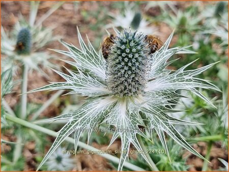 Eryngium giganteum 'Silver Ghost' | Ivoordistel, Reuzenkruisdistel, Kruisdistel | Elfenbein-Mannstreu | Giant Sea Hol