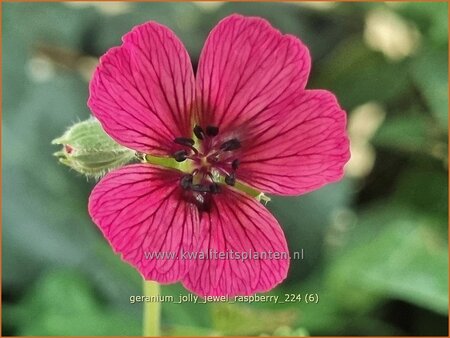 Geranium 'Jolly Jewel Raspberry' | Ooievaarsbek, Tuingeranium, Geranium | Storchschnabel | Cranesbill
