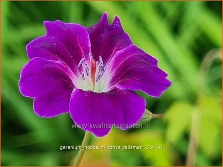 Geranium nodosum 'Tony's Talisman' | Knopige ooievaarsbek, Ooievaarsbek, Tuingeranium, Geranium | Bergwald