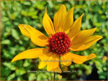 Heliopsis helianthoides 'Prairie Sunset' | Zonneoog | Gewöhnliches Sonnenauge | Rough Heliopsis