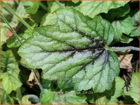 Heucherella 'Blue Ridge' | Schuimklokje, Purperklokje | Bastardschaumblüte | Foamy Bells