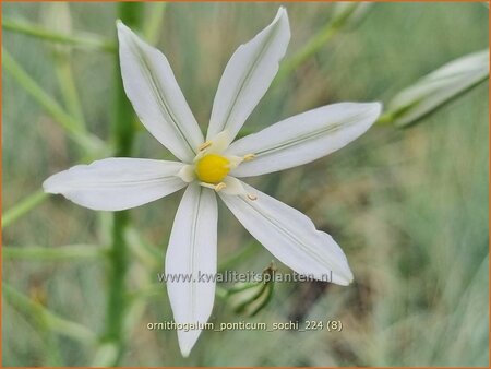 Ornithogalum ponticum 'Sochi' | Bosvogelmelk, Pontische vogelmelk, Vogelmelk | Milchstern | Star-of-Bethlehem