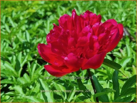 Paeonia 'Many Happy Returns' | Pioenroos, Pioen | Pfingstrose | Peony