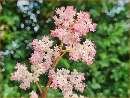 Rodgersia pinnata 'Hanna' | Schout-bij-nacht, Kijkblad | Fiederbl&auml;ttriges Schaublatt | Featherleaf Rodgersia