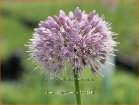 Allium nutans 'Caroline' | Siberisch bieslook, Look | Sibirischer Knoblauch | Siberian Chives