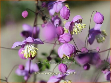 Thalictrum 'Purple Wings' | Ruit | Wiesenraute | Meadow Rue