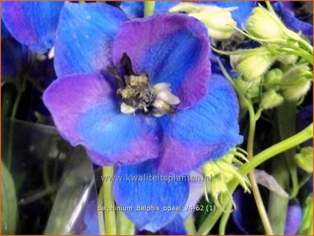 Delphinium 'Delphi's Opaal' | Ridderspoor | Rittersporn | Larkspur
