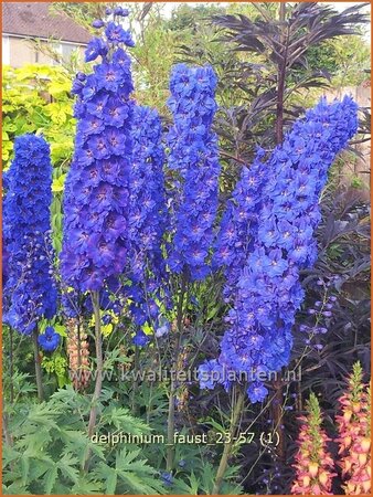 Delphinium 'Faust' | Ridderspoor | Rittersporn | Larkspur