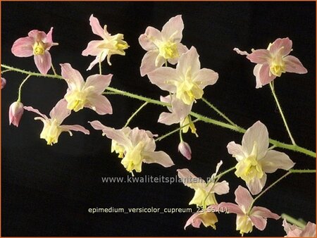Epimedium versicolor 'Cupreum' | Elfenbloem, Elfenbloempje | Schwefelfarbige Elfenblume | Barrenwort
