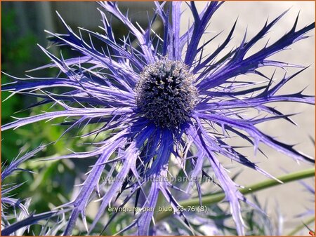 Eryngium 'Pen Blue' | Kruisdistel | Mannstreu | Sea Holly