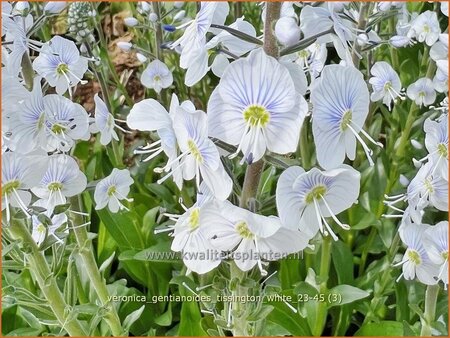 Veronica gentianoides 'Tissington White' | Gentiaanereprijs, Ereprijs | Enzianbl&auml;ttriger Ehrenpreis | Gentian Speedw