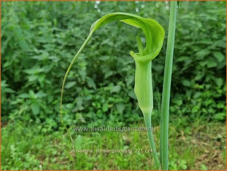 Arisaema consanguineum | Jan op de Preekstoel, Drakenvuurkorf | Chinesischer Feuerkolben | Blushing Cobra Lily