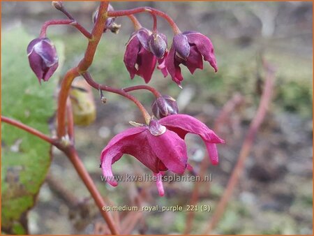 Epimedium 'Royal Purple' | Elfenbloem | Flaumige Elfenblume | Barrenwort