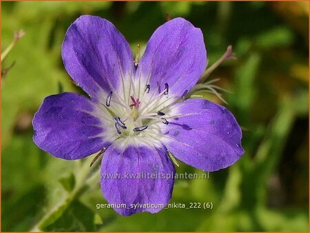 Geranium sylvaticum 'Nikita' | Bosooievaarsbek, Ooievaarsbek, Tuingeranium, Geranium | Wald-Storchschnabel | Wood
