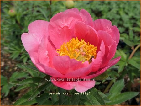 Paeonia 'Lovely Rose' | Pioenroos | Pfingstrose | Peony
