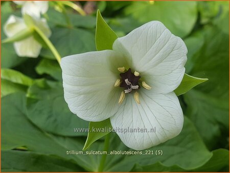 Trillium sulcatum f. alba | Drieblad, Boslelie | Dreiblatt | Furrowed Wakerobin