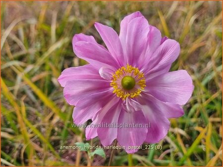 Anemone hybrida 'Harlequin Pastel' | Herfstanemoon, Japanse anemoon, Anemoon | Herbstanemone | Japanese Anemone