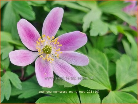 Anemone nemorosa 'Marie Rose' | Bosanemoon, Anemoon | Busch-Windr&ouml;schen | Wood Anemone