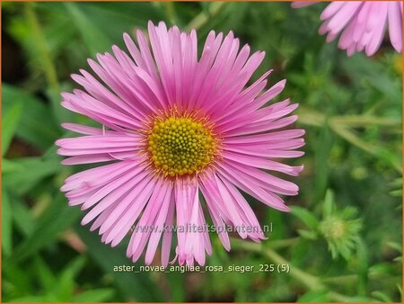 Aster novae-angliae 'Rosa Sieger' | Nieuw-Engelse aster, Herfstaster, Aster | Raublatt-Aster | New England Aster