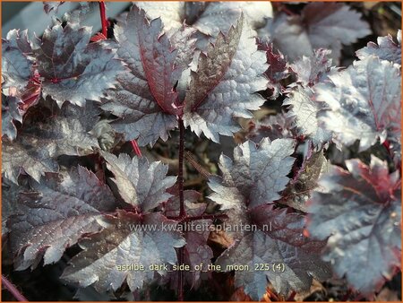 Astilbe 'Dark Side of the Moon' | Pluimspirea, Spirea, Prachtspirea | Prachtspiere | Astilbe