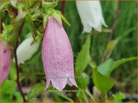 Campanula punctata | Klokjesbloem, Klokje | Gepunktete Glockenblume | Spotted Bellflower