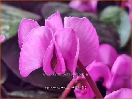 Cyclamen coum 'Pink' | Rondbladige cyclaam, Kleine cyclaam, Cyclaam, Alpenviooltje, Tuincyclaam | Fr&uuml;hlings-Alpenvei