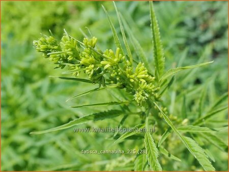 Datisca cannabina | Valse hennep | Scheinhanf | False Hemp