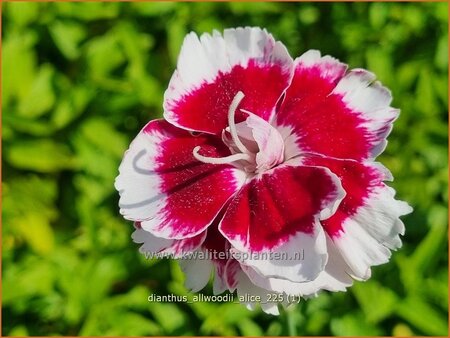 Dianthus allwoodii 'Alice' | Anjer, Anjelier | Allwoods-Federnelke | Allwood's Pink