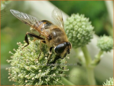 Eryngium paniculatum | Kruisdistel, Blauwe distel | Mannstreu | Giant Holly