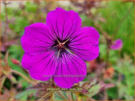 Geranium 'Dark Eyes' | Ooievaarsbek, Tuingeranium, Geranium | Storchschnabel | Cranesbill