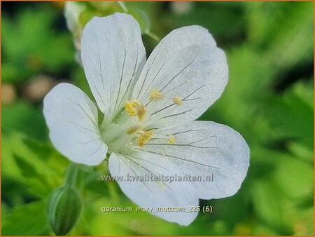 Geranium 'Mary Mottram' | Ooievaarsbek, Tuingeranium, Geranium | Storchschnabel | Cranesbill