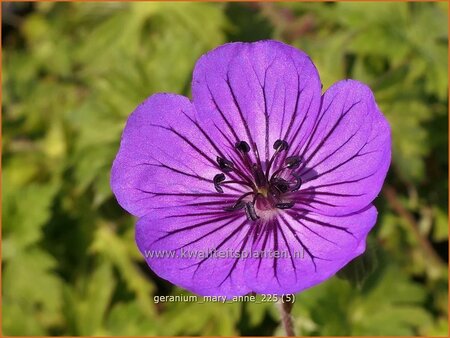Geranium 'Mary-Anne' | Ooievaarsbek, Tuingeranium, Geranium | Storchschnabel | Cranesbill