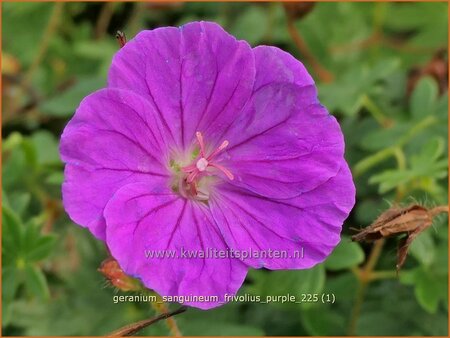 Geranium sanguineum 'Frivolius Purple' | Bloedooievaarsbek, Bloedrode ooievaarsbek, Ooievaarsbek, Tuingeranium, Geran