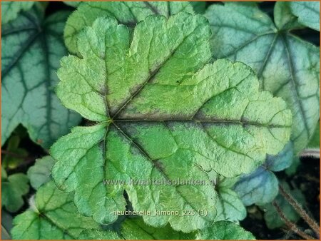 Heucherella 'Kimono' | Schuimklokje | Bastardschaumbl&uuml;te | Foamy Bells
