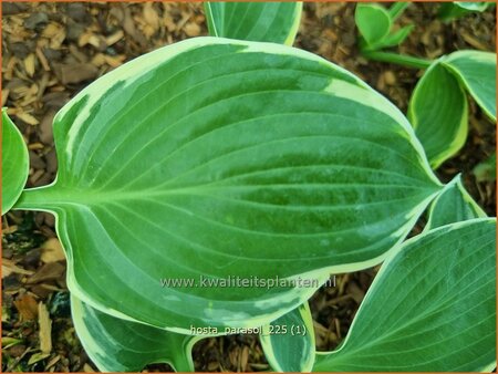 Hosta 'Parasol' | Hosta, Hartlelie, Funkia | Funkie | Hosta